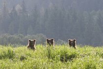 Three grizzly cubs standing in green grass. — Stock Photo