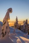 Взимку захід сонця в Маунт Сеймур Провінційний парк, Британська Колумбія, Канада — стокове фото