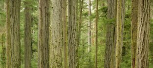 Douglas firs trunks of Cathedral Grove, MacMillan Provincial Park, British Columbia, Canadá - foto de stock