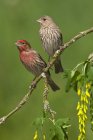 Finches de casa masculinos e femininos em ramo florescente — Fotografia de Stock