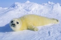 Neonato cucciolo di foca arpa con cappotto giallo nella neve del Golfo di San Lorenzo, Canada . — Foto stock