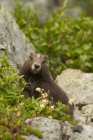 Brown Vancouver Island Marmot sentado em rochas no prado alpino, close-up . — Fotografia de Stock