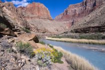 Brittlebush growing by Little Colorado River, Grand Canyon, Arizona, Estados Unidos - foto de stock