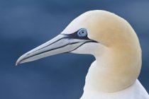 Vue latérale de l'oiseau de mer du nord gannet à l'extérieur . — Photo de stock
