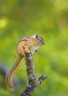Yellow-pine chipmunk sitting on tree branch, close-up — Stock Photo