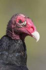 Turkey vulture perched in Cuba, close-up portrait. — Stock Photo