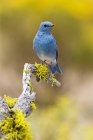 Uccello azzurro di montagna seduto su ramo d'albero muschiato — Foto stock