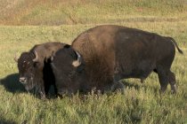 American bisons on green grassland in Custer State Park, South Dakota, USA — Stock Photo