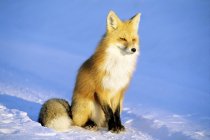 Adult red fox sitting on snow in sunlight. — Stock Photo