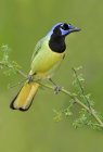 Green jay bird perched on tree branch, close-up. — Stock Photo