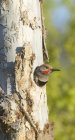 Red-shafted northern flicker peeking from tree hollow, close-up. — Stock Photo