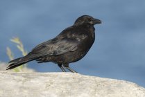 Northwestern crow sitting on rock against blue sky. — Stock Photo