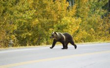 Grizzly bear crossing highway in autumnal Waterton Lakes national park, Canadá . — Fotografia de Stock