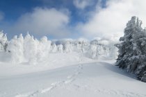 Tracks among snow ghosts at Sun Peaks Ski Resort near Kamloops, British Columbia Canada — Stock Photo