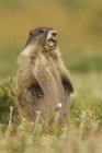 Olympic marmot standing and calling in grassland of Washington, USA — Stock Photo