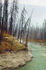 Río Vermilion por Floe Lake Trail del Parque Nacional Kootenay, Columbia Británica, Canadá - foto de stock
