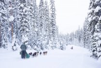 Туристы наслаждаются катанием на собачьих упряжках зимой, озеро Луиза, Национальный парк Банф, Альберта, Канада — стоковое фото