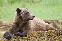 Grizzly bear relaxing on mossy rocks in green meadow. — Stock Photo