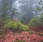 Fogliame autunnale nella vecchia foresta in crescita, Sunshine Coast, British Columbia, Canada . — Foto stock