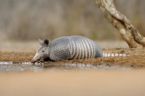 Armadillo drinking at water hole in south Texas, United States of America — Stock Photo