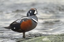 Harlequin duck standing on shore by water, close-up. — Stock Photo