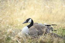 Canada goose nesting in meadow of Manitoba, Canadá — Fotografia de Stock