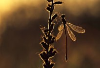 Damigella seduta sulla pianta al tramonto, primo piano . — Foto stock