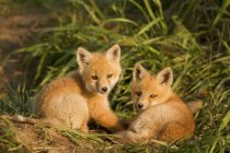 Червоні лисиці лежать у зеленій луговій траві . — стокове фото