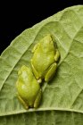 Close-up of green Pacific tree frogs sitting on plant leaf. — Stock Photo