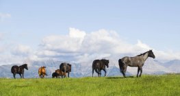 Cavalos do bairro em pastagem nas montanhas do Parque Nacional dos Lagos de Waterton, Alberta, Canadá . — Fotografia de Stock