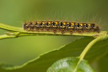 Tent caterpillar on green plant stem, close-up — Stock Photo