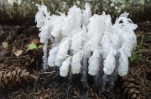 Fantasma plantas perennes herbáceas que crecen en el bosque - foto de stock