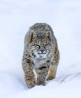Wild bobcat walking on snow outdoors. — Stock Photo