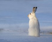Снежный заяц на заснеженном поле Северной Америки — стоковое фото