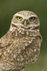 Burrowing owl mirando en la cámara al aire libre, primer plano . - foto de stock