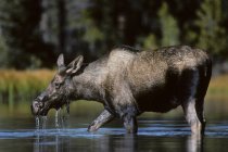 Cow moose eating aquatic vegetation in Jasper National Park, Alberta, Canada — Stock Photo