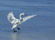 Cygne siffleur marchant sur la glace avec les ailes écartées . — Photo de stock