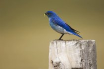 Горная синяя птица держит червя и сидит на заборе — стоковое фото