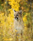 Cougar juvenil sentado no prado florido, close-up . — Fotografia de Stock