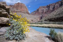 Blühender spröder Busch am felsigen Ufer des kleinen Colorado-Flusses, Grand Canyon, Arizona, USA — Stockfoto