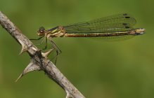 Emerald spreadwing dragonfly sitting on plant, close-up. — Stock Photo