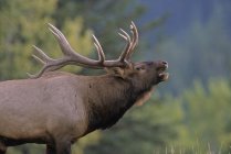 Side view of elk giving bugling call in Alberta, Canada. — Stock Photo