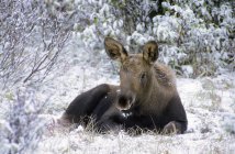 Moose calf resting on snow in Jasper National Park, Alberta, Canada — Stock Photo