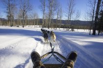 Vue arrière de chiens tirant un traîneau sur une route boisée dans la région de Cariboo, Colombie-Britannique, Canada — Photo de stock