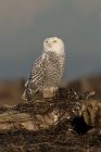 Snowy owl perching on driftwood with kelp and looking away. — Stock Photo