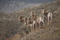 Группа Калифорнийских овец Бигхорн на лугу региона Кутеней, Британская Колумбия, Канада — стоковое фото
