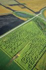 Aerial view of green corn maze of Manitoba, Canada. — Stock Photo