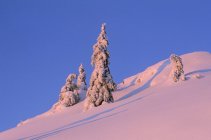 Landscape with snowy trees at dawn, Mount Seymour Provincial Park, British Columbia, Canada. — Stock Photo