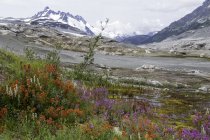 Paisaje de Moraine con prado de flores de willowherb en Coast Mountains, Columbia Británica, Canadá . - foto de stock