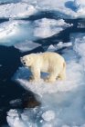High angle view of polar bear on icy wilderness of Svalbard Archipelago, Norwegian Arctic — Stock Photo